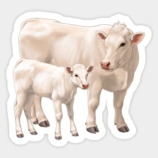 Charolais Cow and Cute Calf Sticker